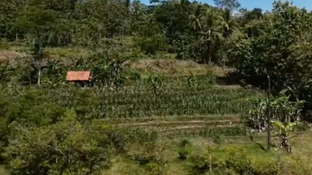 tanahkrakal3